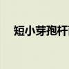 短小芽孢杆菌（关于短小芽孢杆菌介绍）