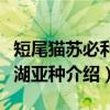 短尾猫苏必利尔湖亚种（关于短尾猫苏必利尔湖亚种介绍）