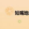 短嘴地鹃（关于短嘴地鹃介绍）