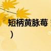 短柄黄脉莓 变种（关于短柄黄脉莓 变种介绍）
