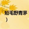 短毛野青茅 变种(关于短毛野青茅 变种介绍) 短毛野青茅 变种(关于短毛野青茅 变种介绍)