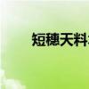 短穗天料木（关于短穗天料木介绍）