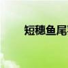 短穗鱼尾葵（关于短穗鱼尾葵介绍）