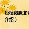 短梗微脉冬青 变种（关于短梗微脉冬青 变种介绍）