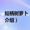 短柄树萝卜 原变种（关于短柄树萝卜 原变种介绍）