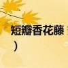 短瓣香花藤 变种（关于短瓣香花藤 变种介绍）