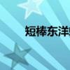 短棒东洋螨(关于短棒东洋螨介绍) 短棒东洋螨(关于短棒东洋螨介绍)