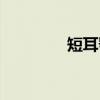 短耳鸮（关于短耳鸮介绍）