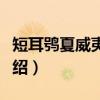 短耳鸮夏威夷亚种（关于短耳鸮夏威夷亚种介绍）