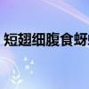 短翅细腹食蚜蝇(关于短翅细腹食蚜蝇介绍) 短翅细腹食蚜蝇(关于短翅细腹食蚜蝇介绍)