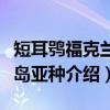 短耳鸮福克兰群岛亚种（关于短耳鸮福克兰群岛亚种介绍）