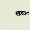 短蕊杜鹃（关于短蕊杜鹃介绍）