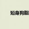 短身狗脂鲤（关于短身狗脂鲤介绍）