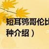 短耳鸮哥伦比亚亚种（关于短耳鸮哥伦比亚亚种介绍）