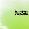 短茎独活（关于短茎独活介绍）