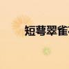 短萼翠雀花（关于短萼翠雀花介绍）