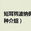短耳鸮波纳佩岛亚种（关于短耳鸮波纳佩岛亚种介绍）