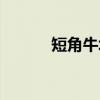 短角牛场（关于短角牛场介绍）