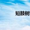 短肢树蜥（关于短肢树蜥介绍）