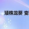 矮株龙葵 变种（关于矮株龙葵 变种介绍）