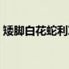 矮脚白花蛇利草（关于矮脚白花蛇利草介绍）