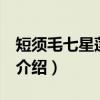 短须毛七星莲 变种（关于短须毛七星莲 变种介绍）