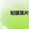 短额藻片蟹（关于短额藻片蟹介绍）