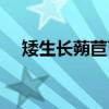 矮生长蒴苣苔（关于矮生长蒴苣苔介绍）