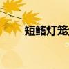 短鳍灯笼鱼（关于短鳍灯笼鱼介绍）