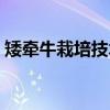 矮牵牛栽培技术（关于矮牵牛栽培技术介绍）