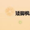矮脚枫叶（关于矮脚枫叶介绍）