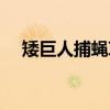 矮巨人捕蝇草（关于矮巨人捕蝇草介绍）