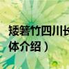 矮箬竹四川长宁群体（关于矮箬竹四川长宁群体介绍）