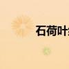 石荷叶组（关于石荷叶组介绍）