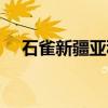 石雀新疆亚种（关于石雀新疆亚种介绍）