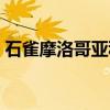 石雀摩洛哥亚种（关于石雀摩洛哥亚种介绍）