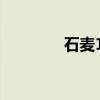 石麦15(关于石麦15介绍) 石麦15(关于石麦15介绍)
