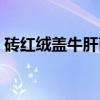 砖红绒盖牛肝菌（关于砖红绒盖牛肝菌介绍）