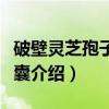 破壁灵芝孢子粉胶囊（关于破壁灵芝孢子粉胶囊介绍）