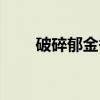 破碎郁金香（关于破碎郁金香介绍）