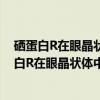 硒蛋白R在眼晶状体中的生物学功能及作用机理(关于硒蛋白R在眼晶状体中的生物学功能及作用机理介绍) 硒蛋白R在眼晶状体中的生物学功能及作用机理(关于硒蛋白R在眼晶状体中的生物学功能及作用机理介绍)