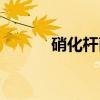 硝化杆菌（关于硝化杆菌介绍）