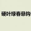 硬叶绿春悬钩子（关于硬叶绿春悬钩子介绍）