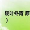 硬叶冬青 原变型（关于硬叶冬青 原变型介绍）