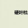 硬叶杜鹃（关于硬叶杜鹃介绍）