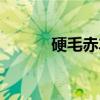 硬毛赤车（关于硬毛赤车介绍）