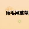 硬毛果薹草组（关于硬毛果薹草组介绍）