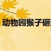 动物园猴子砸玻璃事件（动物园猴子砸玻璃）