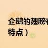 企鹅的翅膀有什么特点?（企鹅的翅膀有什么特点）