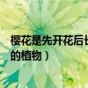 樱花是先开花后长叶的植物蚂蚁庄园（樱花是先开花后长叶的植物）